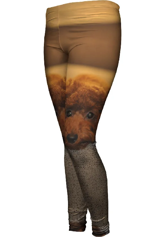 Chocolate Toy Poodle Stare purpose
