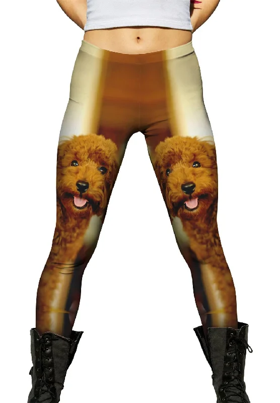 Brown Poodle Loves Life performance